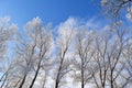 Winter tale. Trees covered with hoarfrost against blue sky Royalty Free Stock Photo