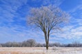 Winter, Tall Grass Prairie Royalty Free Stock Photo