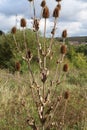 Winter teasels in meadow Royalty Free Stock Photo