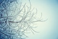 Winter texture of the branches of lilac bushes covered with layer of snow.