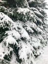 Winter texture with Christmas trees with branches festive covered with a thick layer of white cold shiny fluffy snow. background Royalty Free Stock Photo