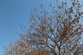 In the winter, there are no leaves on the tree branches against the blue sky Royalty Free Stock Photo