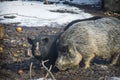 In winter, there are two pigs in the snow Royalty Free Stock Photo