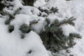 Winter, thick branches of fir trees covered with white snow.