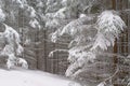 Winter thick spruce forest with snow-covered branches