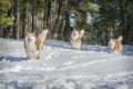 In winter, three huskies run through the snowy forest