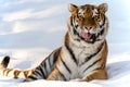 Tiger laying in the snow