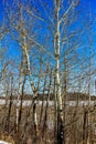 Winter time at Astoria Lake. Elk Island National Park Alberta Canada Royalty Free Stock Photo