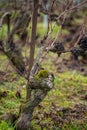 Pruned grapevines, winter time on Champagne grand cru vineyard near Verzenay and Mailly, rows of old grape vines without leave, Royalty Free Stock Photo