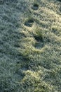 Frozen grass with foot prints and low sunlight Royalty Free Stock Photo