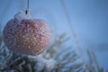 Winter time and frozen apple with rime and frost crystals in sunlight