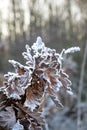 winter time, hoarfrost on the leaves, hoarfrost on oak leafs, Quercus