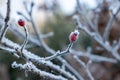 winter time, hoarfrost on rose hips, frosty morning, rose hip in winter Royalty Free Stock Photo