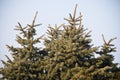 Winter time icy branches of pine tree in sunlight Royalty Free Stock Photo