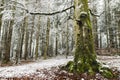 Winter time inside the forest on a foggy day Royalty Free Stock Photo