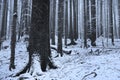 Winter time inside the forest on a misty day Royalty Free Stock Photo