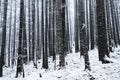 Winter time inside the forest on a misty day Royalty Free Stock Photo