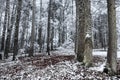 Winter time inside the forest on a misty day Royalty Free Stock Photo