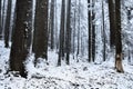 Winter time inside the forest on a misty day Royalty Free Stock Photo