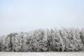 Winter time , Royalty Free Stock Photo