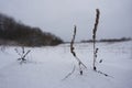 A winter time. Plant in winter. Flower background.