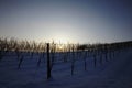 Winter time in the vineyard Royalty Free Stock Photo