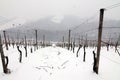 Winter time in the vineyard Royalty Free Stock Photo