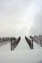 Winter time in the vineyard Royalty Free Stock Photo