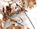 Wintertime white-throated sparrow Royalty Free Stock Photo