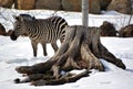 Winter time Zebras are several species of African equids Royalty Free Stock Photo