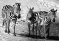 Winter time Zebras are several species of African equids Royalty Free Stock Photo