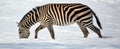 Winter time Zebras are several species of African equids Royalty Free Stock Photo