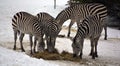 Winter time Zebras are several species of African equids horse family Royalty Free Stock Photo