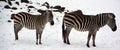 Winter time Zebras are several species of African equids Royalty Free Stock Photo