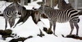 Winter time Zebras are several species of African equids Royalty Free Stock Photo