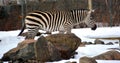 Winter time Zebras are several species of African equids Royalty Free Stock Photo