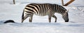 Winter time Zebras are several species of African equids Royalty Free Stock Photo