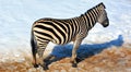 Winter time Zebras are several species of African equids Royalty Free Stock Photo