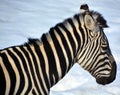 Winter time Zebras are several species of African equids Royalty Free Stock Photo