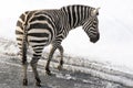 Winter time in zoo. Zebras are several species of African equids horse family Royalty Free Stock Photo