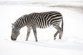 Winter time in zoo. Zebras are several species of African equids horse family Royalty Free Stock Photo