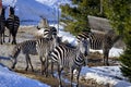 Winter time in zoo. Zebras are several species of African equids horse family Royalty Free Stock Photo