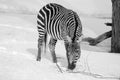 Winter time in zoo. Zebras are several species of African equids horse family Royalty Free Stock Photo