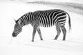 Winter time in zoo. Zebras are several species of African equids horse family Royalty Free Stock Photo