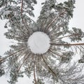 Winter tiny planet in snow covered pinery forest with transformation of spherical panorama 360 degrees in abstract aerial view in Royalty Free Stock Photo