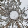 Winter tiny planet in snow covered pinery forest with transformation of spherical panorama 360 degrees in abstract aerial view in Royalty Free Stock Photo