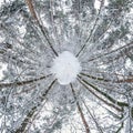 Winter tiny planet in snow covered pinery forest. transformation of spherical panorama 360 degrees. Spherical abstract aerial view Royalty Free Stock Photo