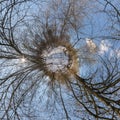 Winter tiny planet in snow covered pinery forest. transformation of spherical panorama 360 degrees. Spherical abstract aerial view Royalty Free Stock Photo