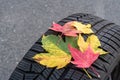 Winter tires with colorful autumn leaves