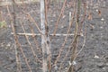 From Winter to Spring: Beauty of a Leafless Vine with a Wooden Support